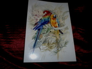 Parrots,  Budgies and Owls on fine art prints