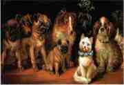 Funny Dogs on fine art prints